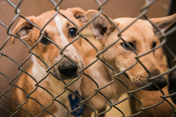 Dog(s) in shelter waiting to be adopted