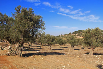 A mature olive tree grove between Bethlehem and Jerusalem, Israel.