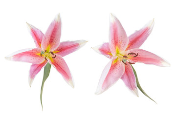 Pink lily flower isolated on white with clipping path