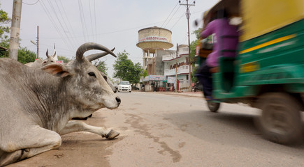 Bull resting in street as Indian taxi rushes past at speed
