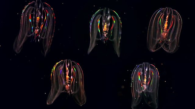 Five glowing Jellyfish float through the Atlantic Ocean. These Comb Jellies (Mnemiopsis) produce a fantastic rainbow light show via diffracting light through movement of cilia (and bioluminescence).