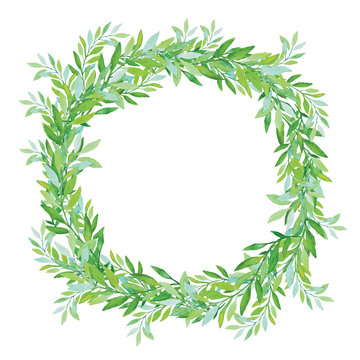 Olive wreath isolated on white background. Green tea tree leaves.