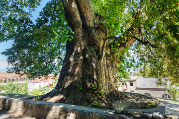 Giant Plane tree in Telavi. Georgia