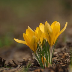 Obraz premium Krokus