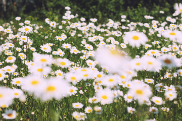 Summer field of daisies in the green grass - sunny landscape