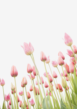 Tulip field © imagenavi
