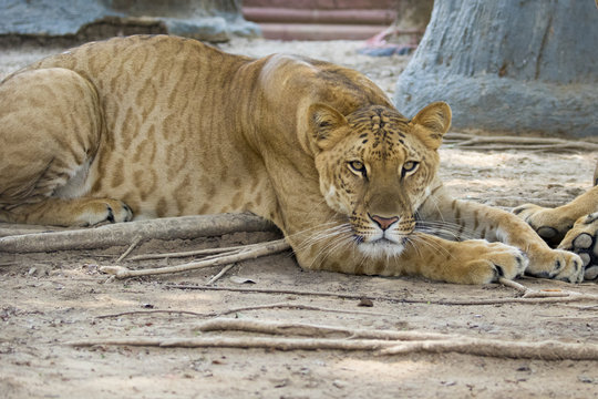Image of a liger on nature background. Wild Animals.