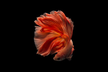 Fototapeta na wymiar Orange siamese betta fish isolated on black background.