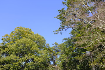 Fototapeta premium 空と木