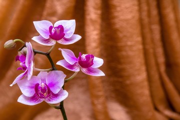 Branch of a purple orchid on a background of golden fabric