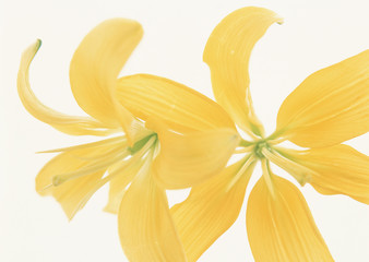 Easter Lily
