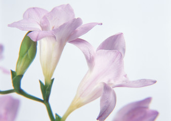 Freesia 