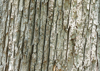 Oak