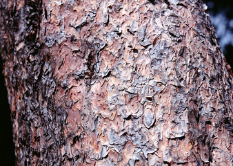 Bark