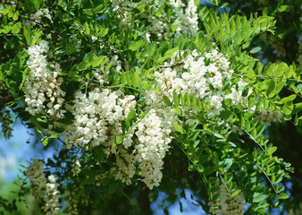 False Acacia