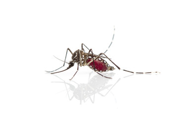 Mosquito on white background