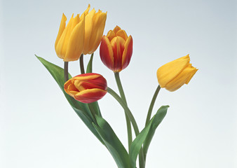 Tulip