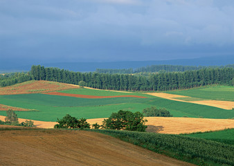 Fototapeta premium Field