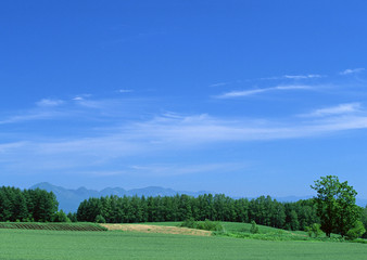 Grassy Plain