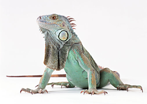 Green Iguana
