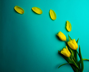 bright yellow tulips on blue background, copy space for text