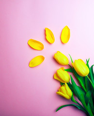 bright yellow tulips on a pink background, copy space for text. The concept of love, spring, tenderness, Tulip petals