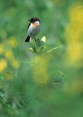 Stonechat