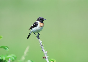 Stonechat