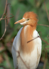 Cattle Egret