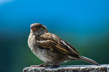 Sparrow - 140993912