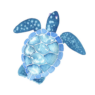 sea life. Watercolor sea turtle isolated on white background