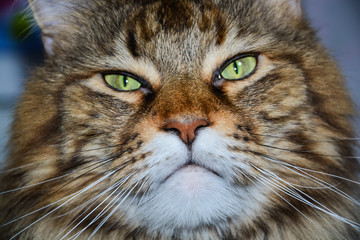 Muzzle brown Maine Coon cat closeup
