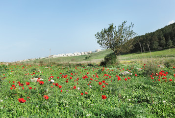 Lonely tree with red anemones