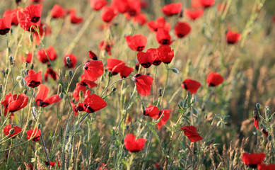 Fototapeta premium Pole kwiatów maku, zbliżenie wcześnie rano