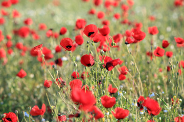 Poppy flowers field, close-up early in the morning