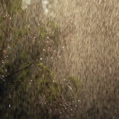 branch of blooming barberry in the rain