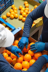 The working of oranges: Farmers manually selecting and then putting just picked tarocco oranges into boxes - 140995128