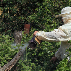 beekeeper in protective suit in the garden
