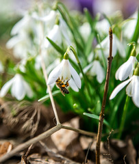 bee on snowdrop flower