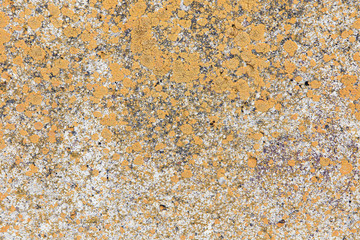 texture of the old cracked paint