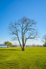 Lonely leafless tree on ocean shore. Peace of mind view on a bay in British Columbia, Canada