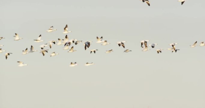Flock of Snow Geese Flying Across Sky, Slow Motion
