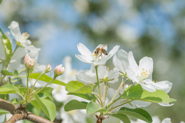 Bee melliferous on the flower of apple tree