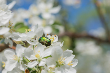 Rose chafer on an apple flower