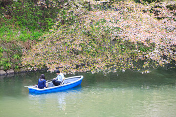 Chidorigafuchi park during the spring season.