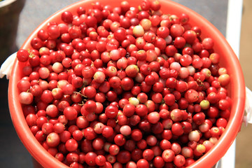 Ripe viburnum berries