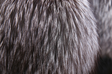 fur texture