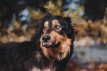 Shelter dog with funny look