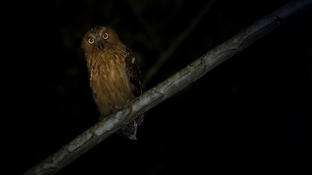 Buffy or Malay Fish Owl (Bubo ketupu) perches at night in the jungles of Borneo. Beautiful adult searches the night for prey, hunting with big and bright yellow eyes. Owl looks at & focuses on camera.