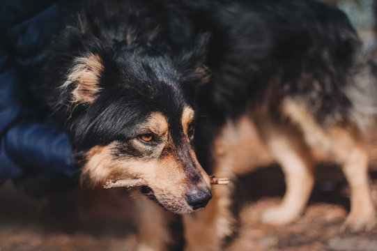Shelter dog looking sullenly